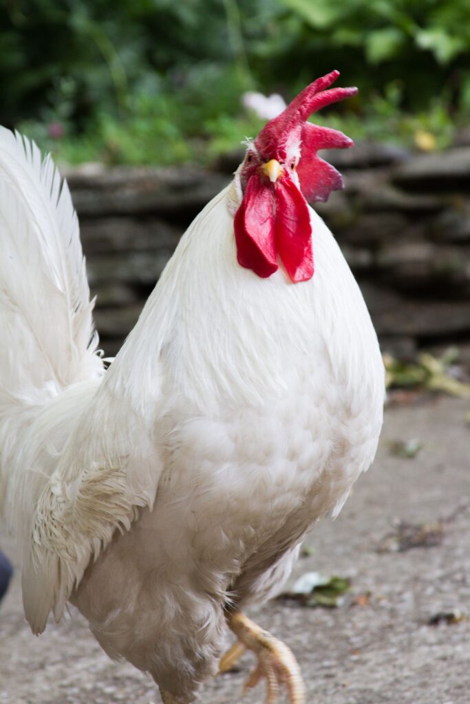 bree the rescue rooster for parents and educators